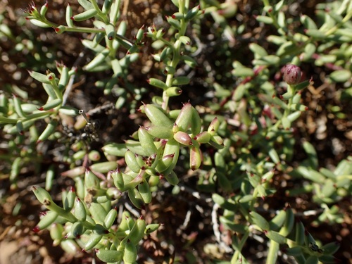Image of Bajacalia crassifolia by (c) Sue Carnahan, some rights reserved (CC BY)