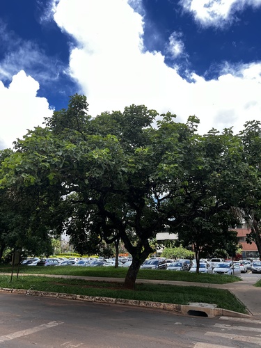 Foto de Pequi