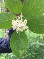 Cornus sericea occidentalis