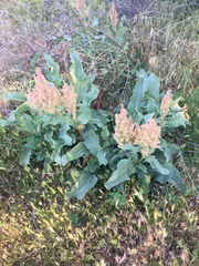 Rumex hymenosepalus