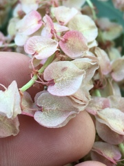 Rumex hymenosepalus
