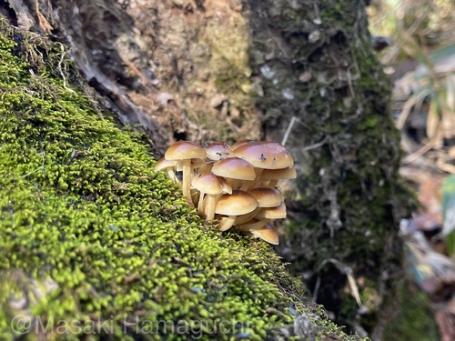 Flammulina velutipes