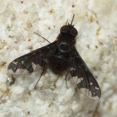 Stonyx clelia