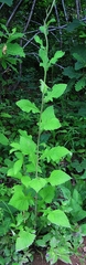 Lactuca raddeana