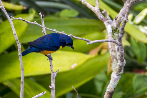 Rufous-bellied Euphonia (Euphonia rufiventris), photo 7