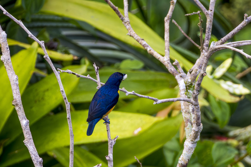 Rufous-bellied Euphonia (Euphonia rufiventris), photo 6