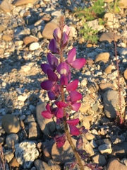 Lupinus hirsutissimus