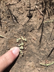 Psilocarphus tenellus