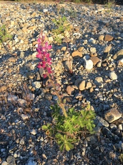 Lupinus hirsutissimus