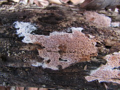 Ceriporia purpurea