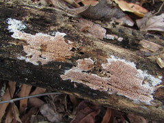Ceriporia purpurea