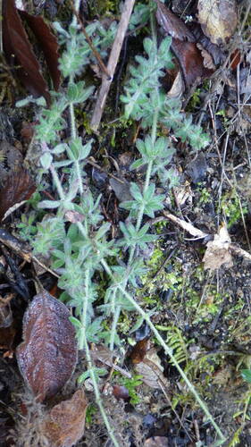 Image of Galium maritimum by (c) Pere Barnola, some rights reserved (CC BY-SA)