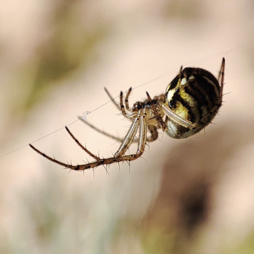 Mangora acalypha