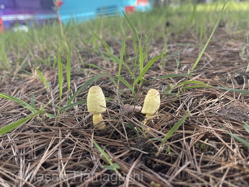 Leucocoprinus birnbaumii