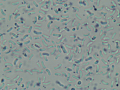 Ceriporia purpurea