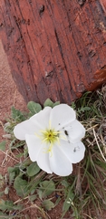 Oenothera albicaulis