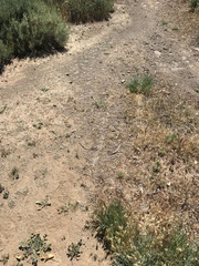 Psilocarphus tenellus