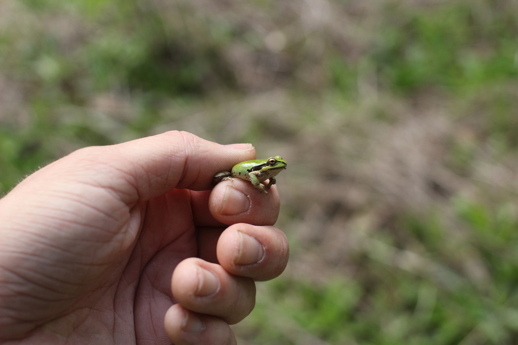 Northern Pacific Tree Frog In April 2019 By Isaac Krone · Inaturalist