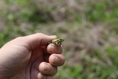 Pseudacris regilla