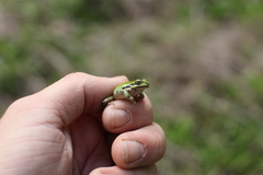 Pseudacris regilla