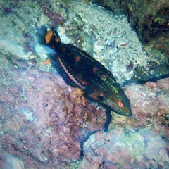 Cocos Wrasse photo 1