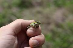 Pseudacris regilla