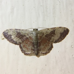 Idaea vacillata