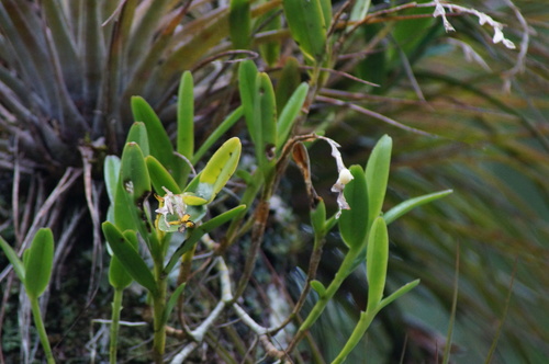 Epidendrum cardiophorum, photograph 4