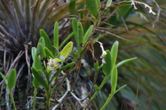Epidendrum cardiophorum, photograph (c) Carlos Domínguez-Rodríguez, some rights reserved (CC BY)