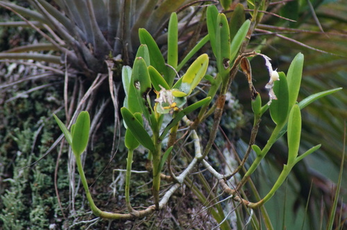 Epidendrum cardiophorum, photograph 3
