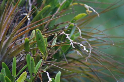 Epidendrum cardiophorum, photograph 5