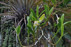 Epidendrum cardiophorum, photograph (c) Carlos Domínguez-Rodríguez, some rights reserved (CC BY)