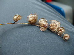 Rhinanthus serotinus