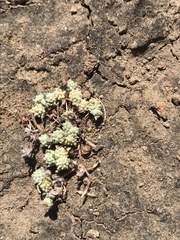 Psilocarphus tenellus