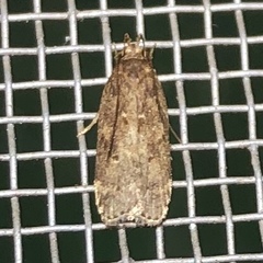 Helcystogramma melantherella