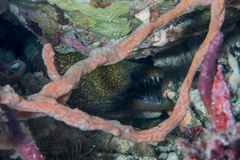 Dark-Spotted Moray photo 2