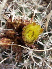 Sclerocactus whipplei