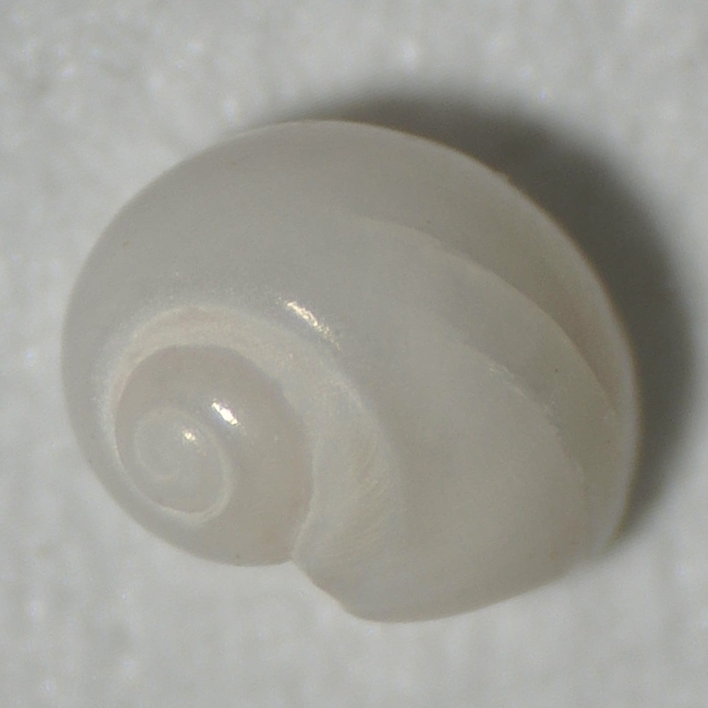Semisulcate Moonsnail