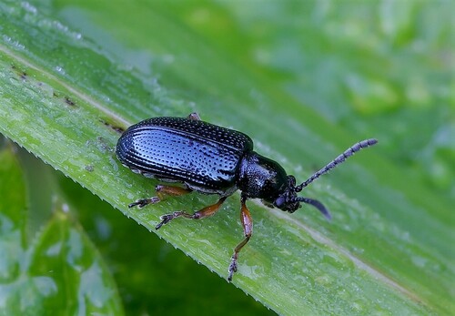 Oulema tristis