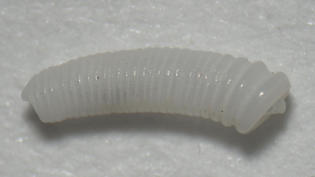Florida Caecum