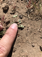 Psilocarphus tenellus