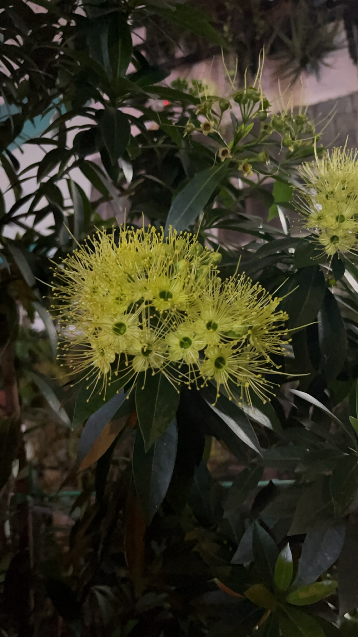 Xanthostemon chrysanthus — ảnh 3