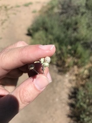 Stylocline gnaphaloides
