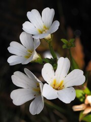 Chilean bellflower (Ourisia calycina)