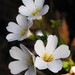 Ourisia calycina - Photo 由 Saryu Mae 所上傳的 (c) Saryu Mae，保留部份權利CC BY