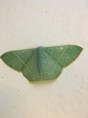 Pelagodes antiquadraria