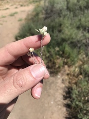 Stylocline gnaphaloides