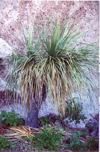 Nolina brandegeei