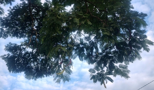 Foto de Angico