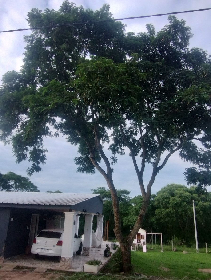 Imagem de Angico
